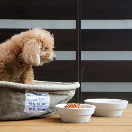 Pet Bowl Large