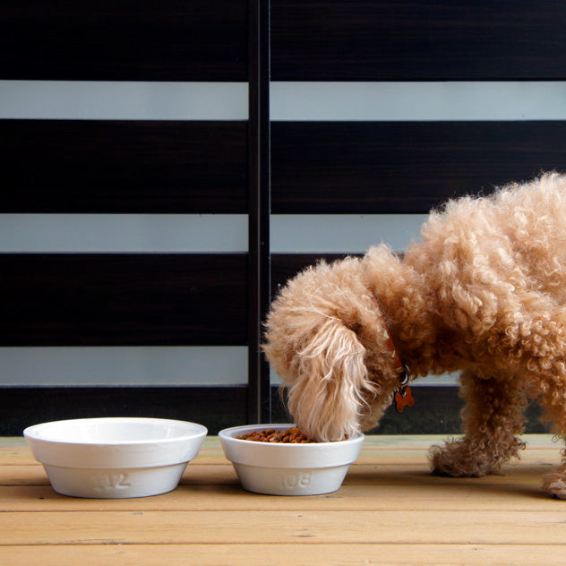 Pet Bowl Small
